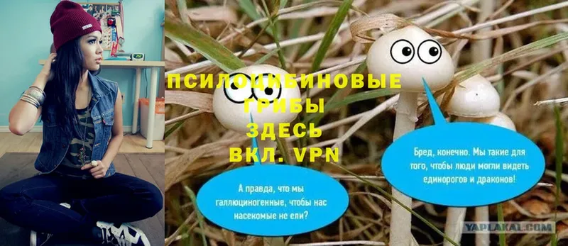 Псилоцибиновые грибы Psilocybine cubensis  Карачев 